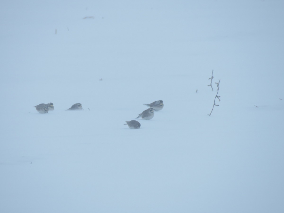 Horned Lark - ML646945937