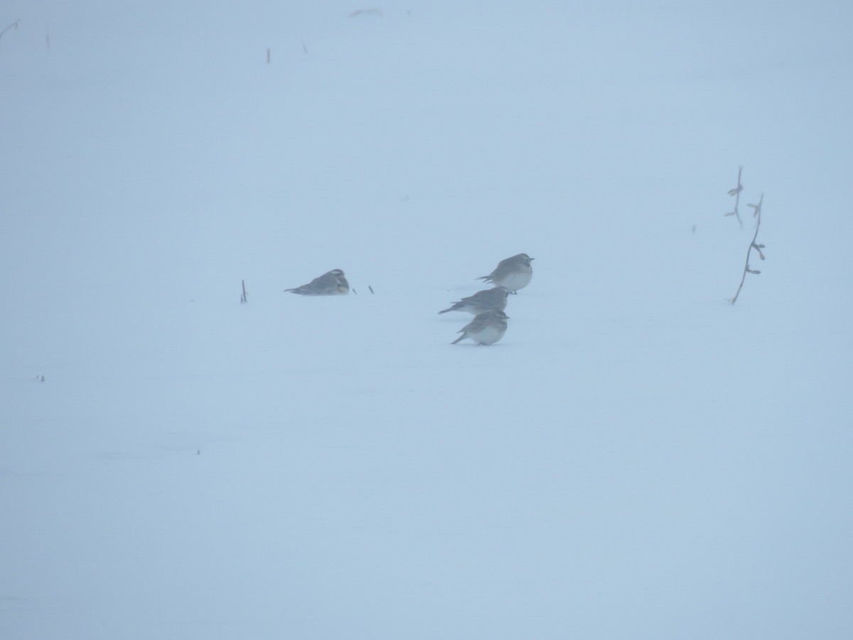 Horned Lark - ML646945938