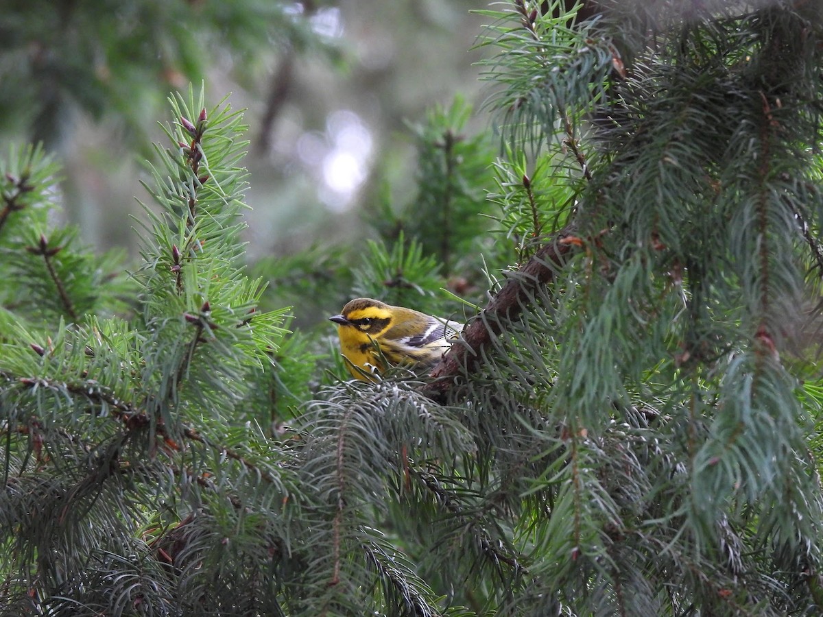 Townsend's Warbler - ML646945939