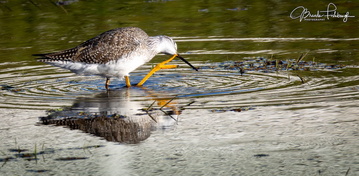 Пёстрый улит - ML646945940