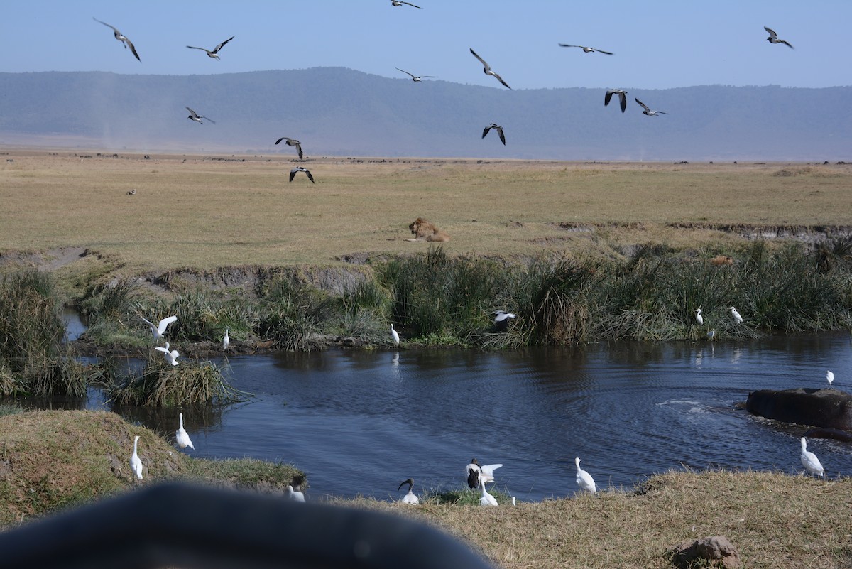 לבנית גדולה - ML646945941