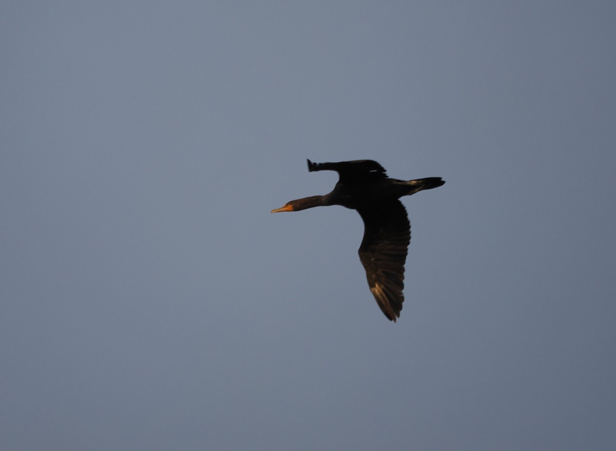Double-crested Cormorant - ML646945943