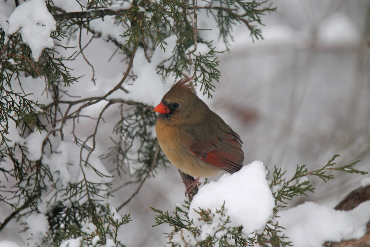 Northern Cardinal - ML646945944
