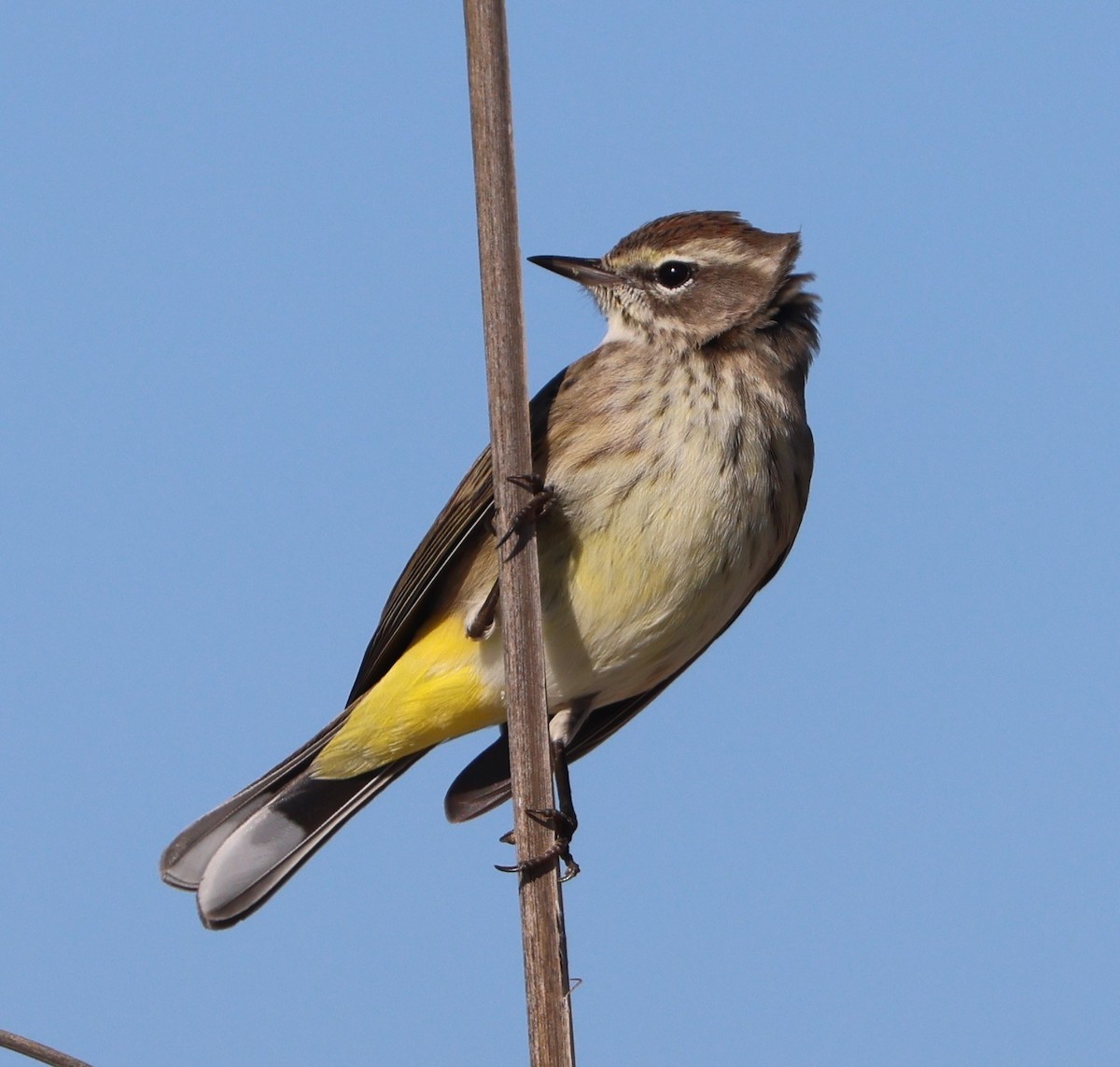 Reinita Palmera (Occidental) - ML646945945