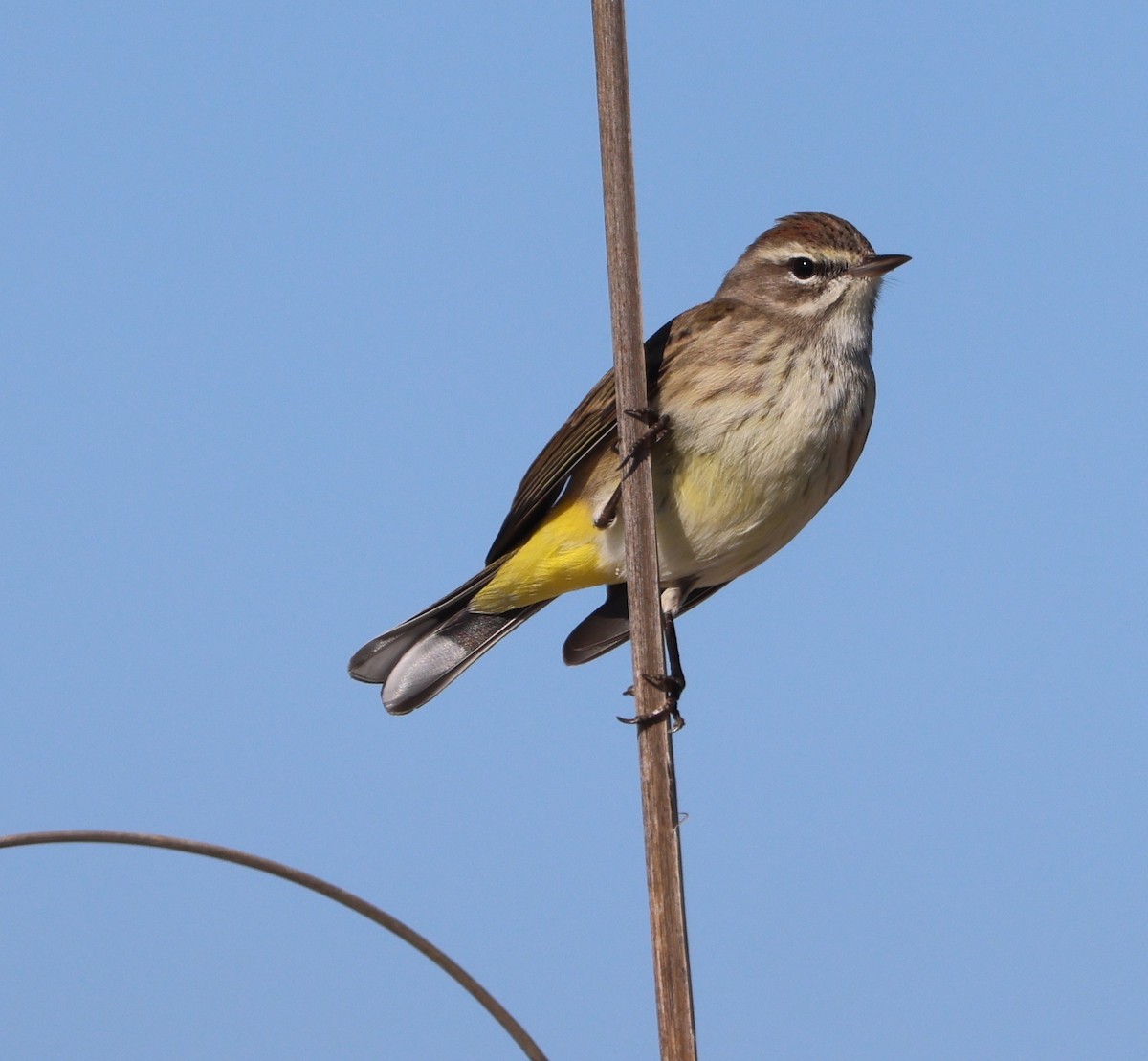 Reinita Palmera (Occidental) - ML646945946