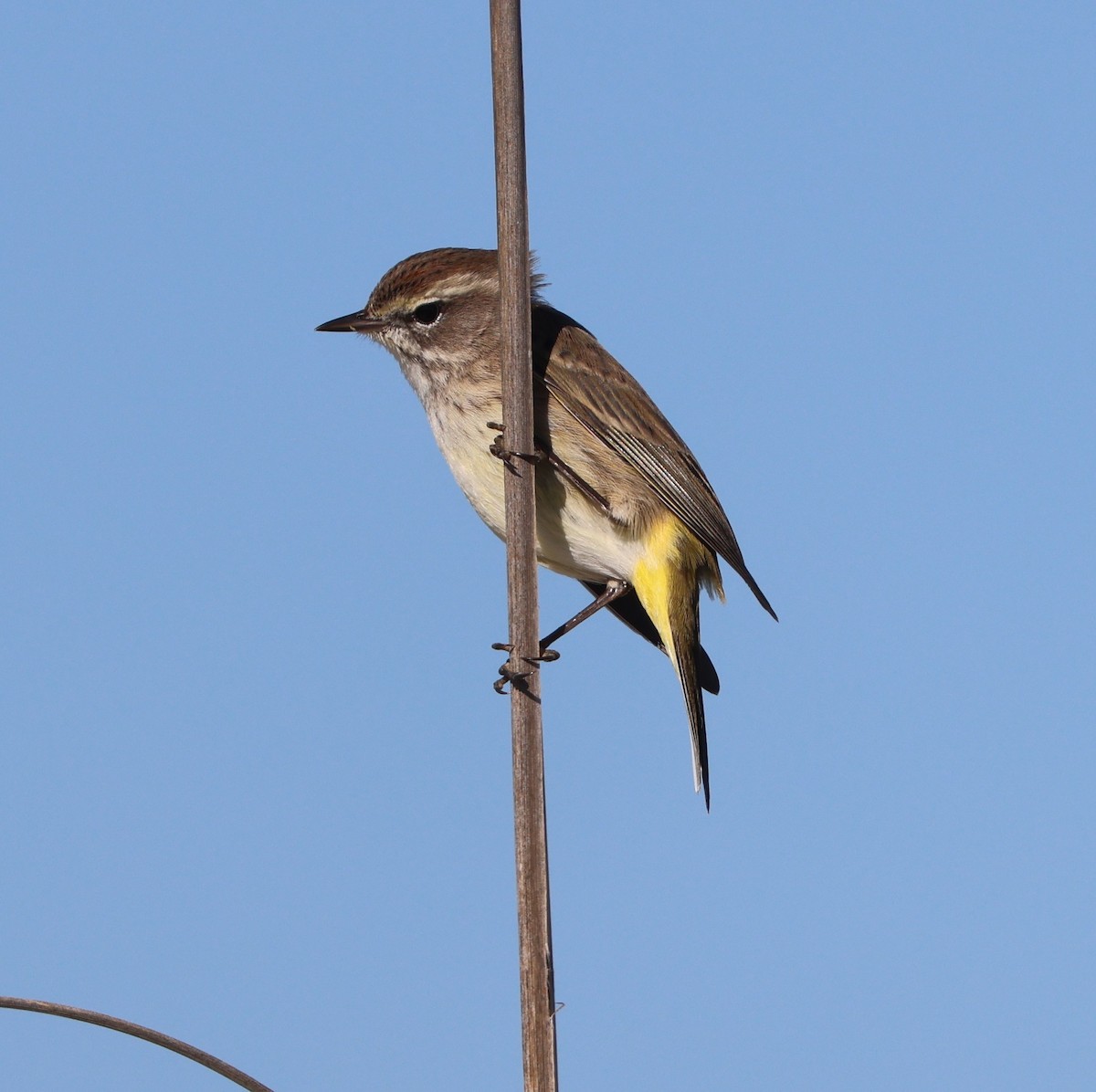 Reinita Palmera (Occidental) - ML646945947