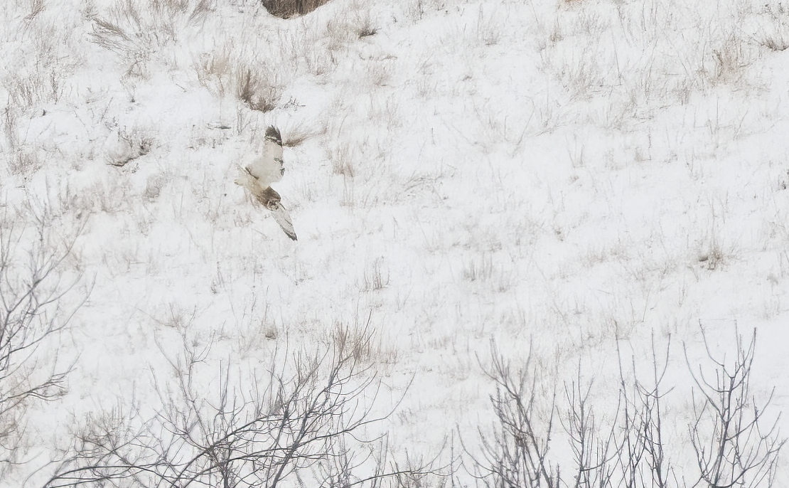 Хулгар гуйванга - ML646945949