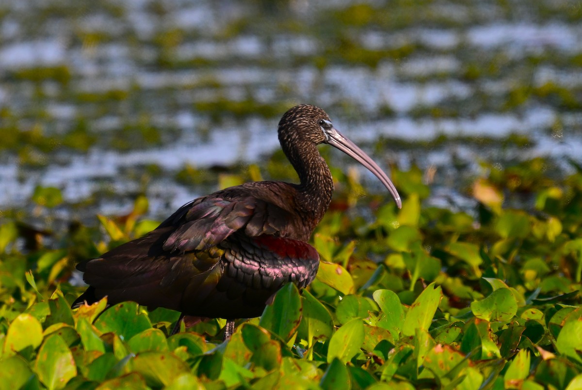 Glossy Ibis - ML646945950