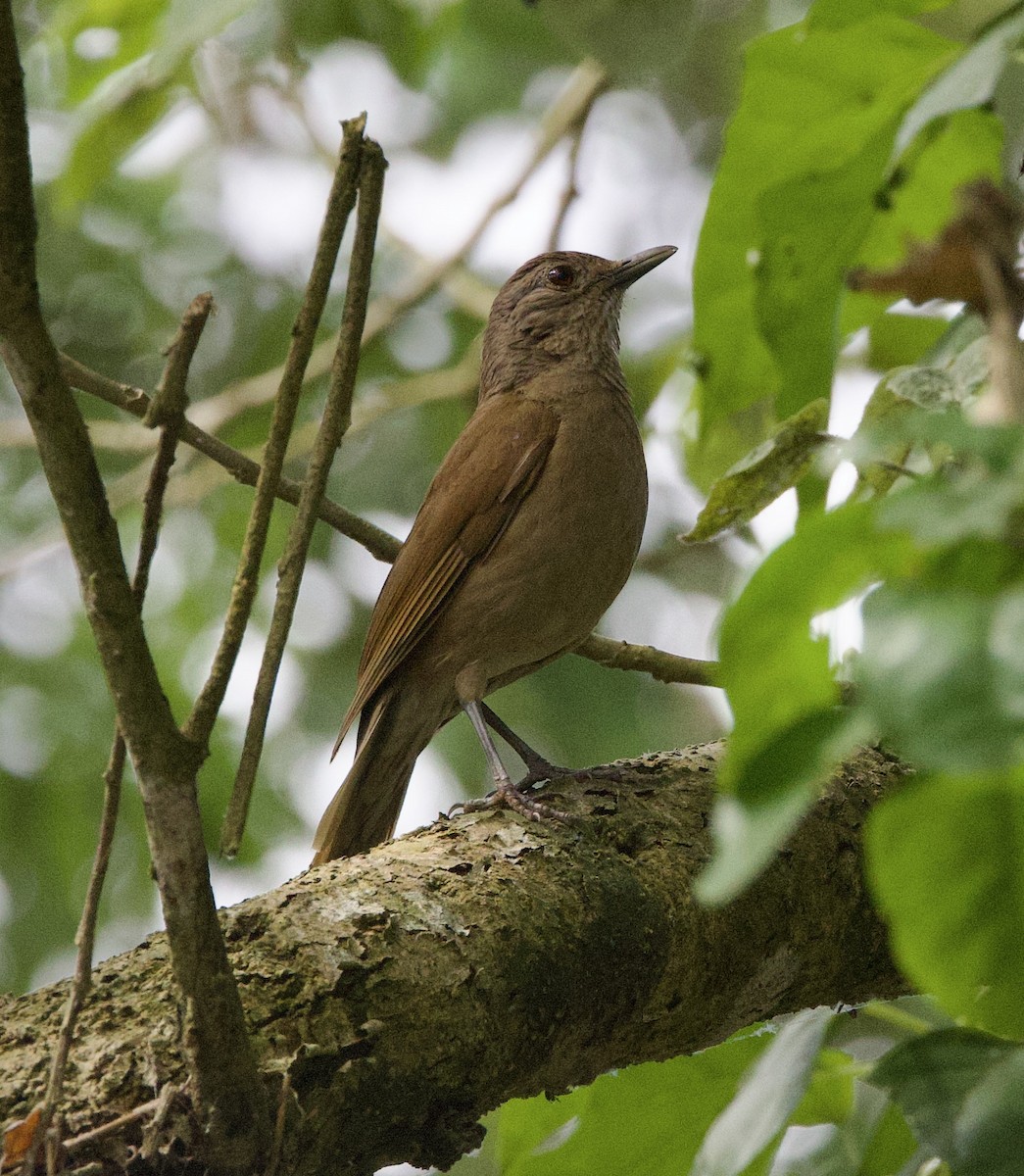 Pale-breasted Thrush - ML646945951