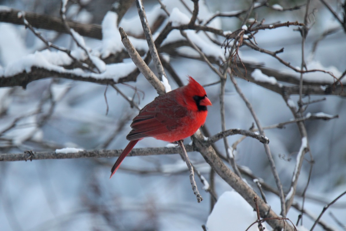 Northern Cardinal - ML646945952