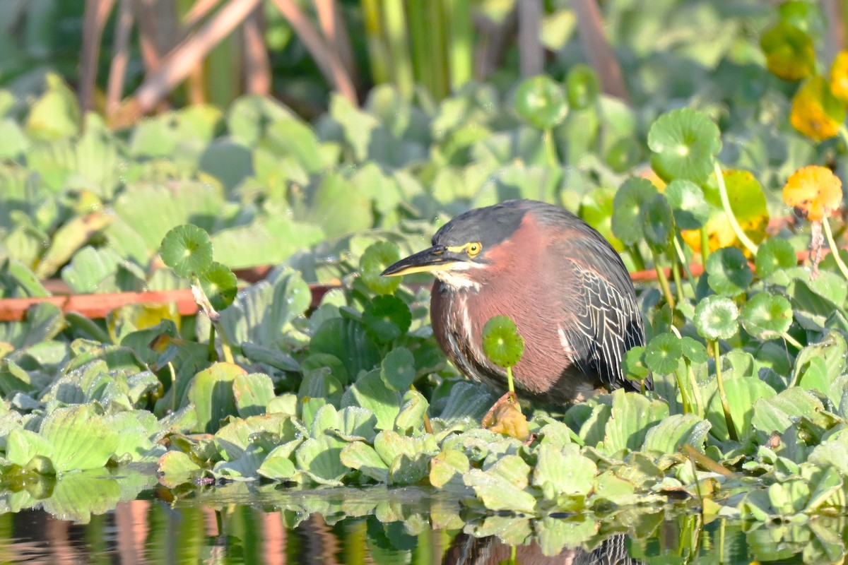 Green Heron - ML646945963