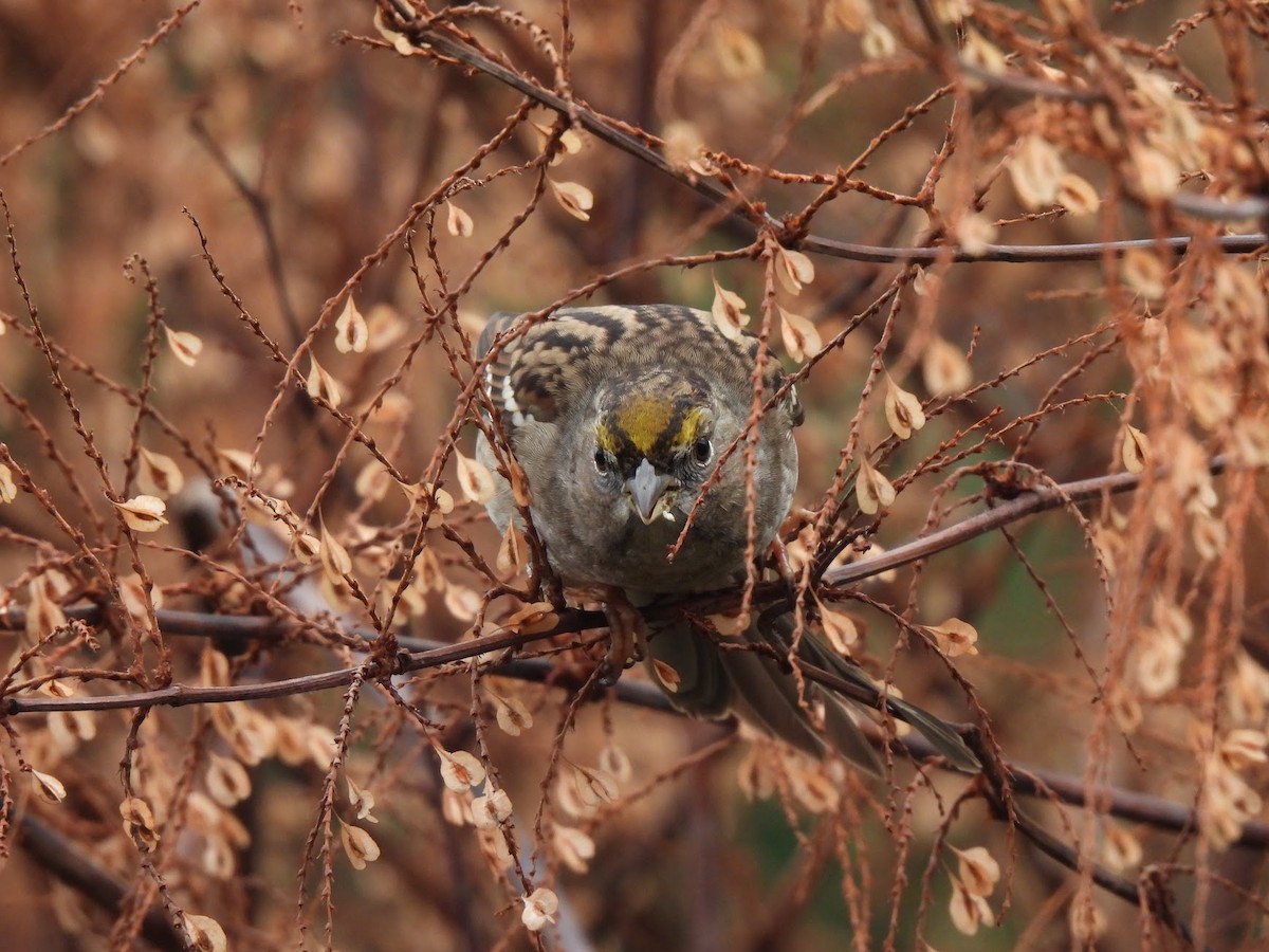 Golden-crowned Sparrow - ML646945966