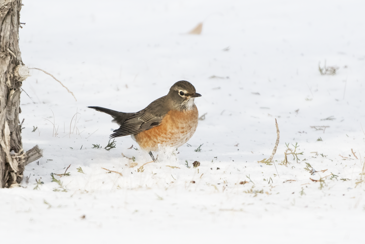 American Robin - ML646945969