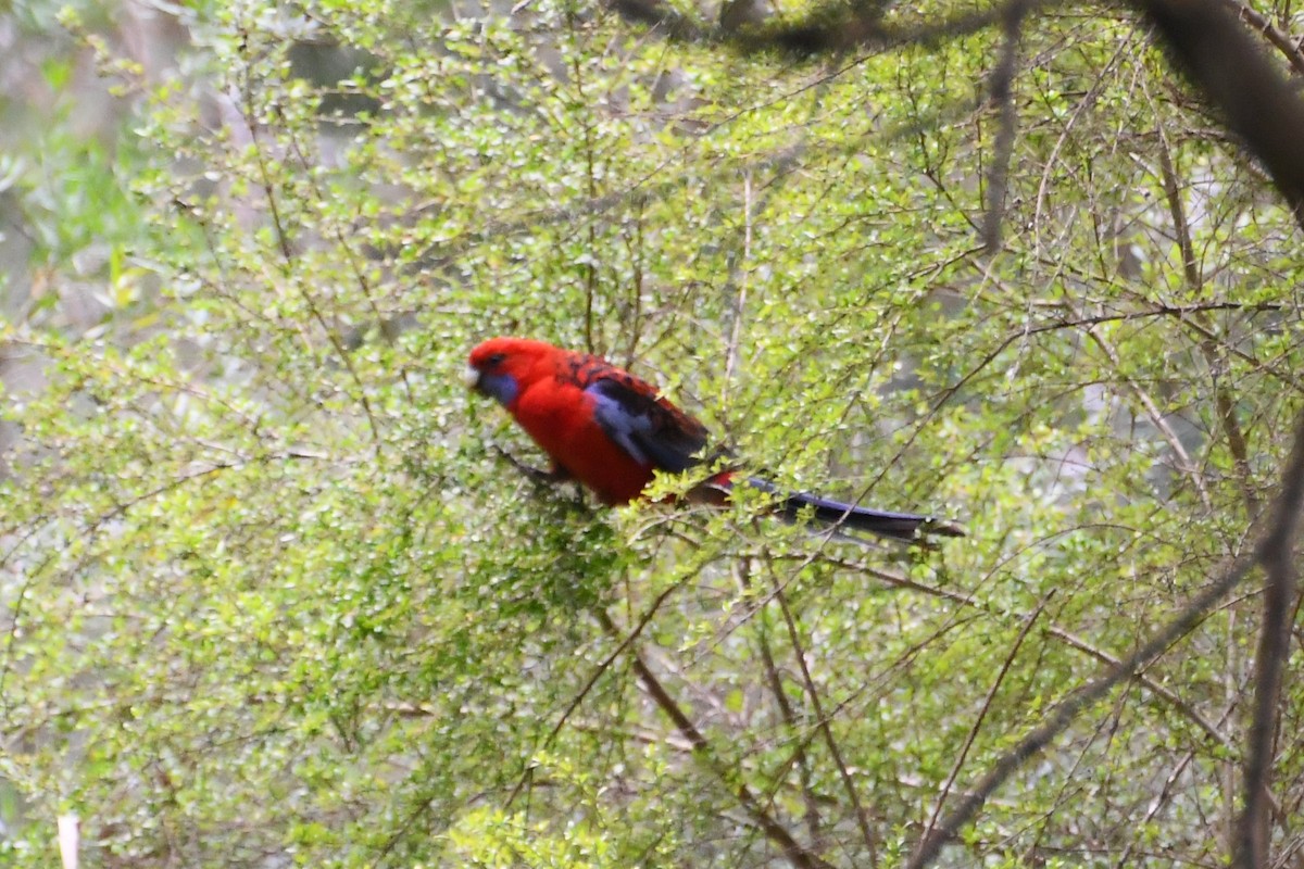 アカクサインコ - ML646945970