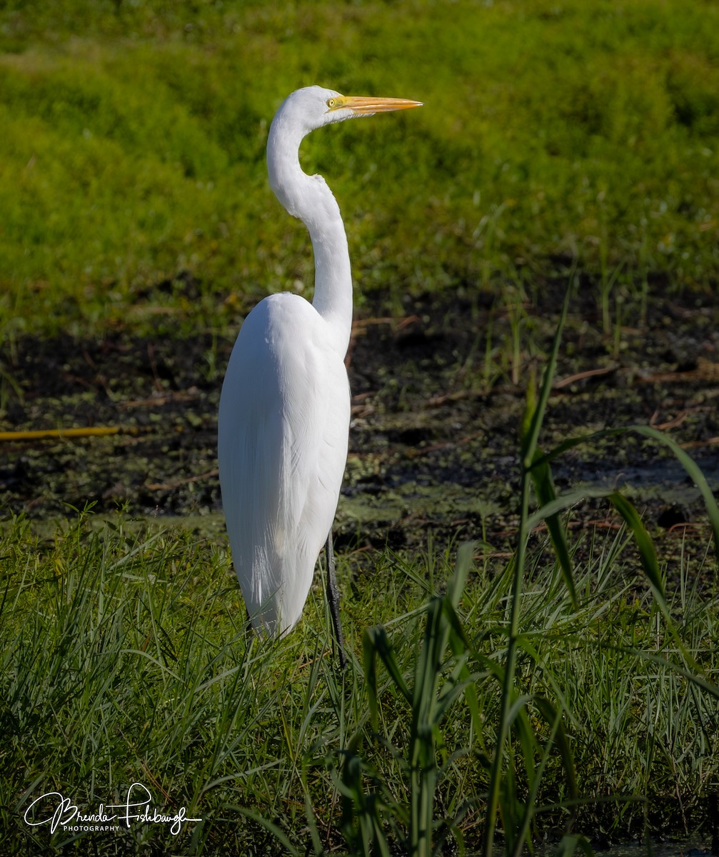 Большая белая цапля - ML646945972