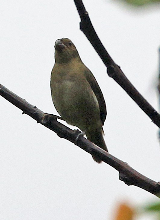 Schwarzbrust-Gimpeltangare - ML646945974