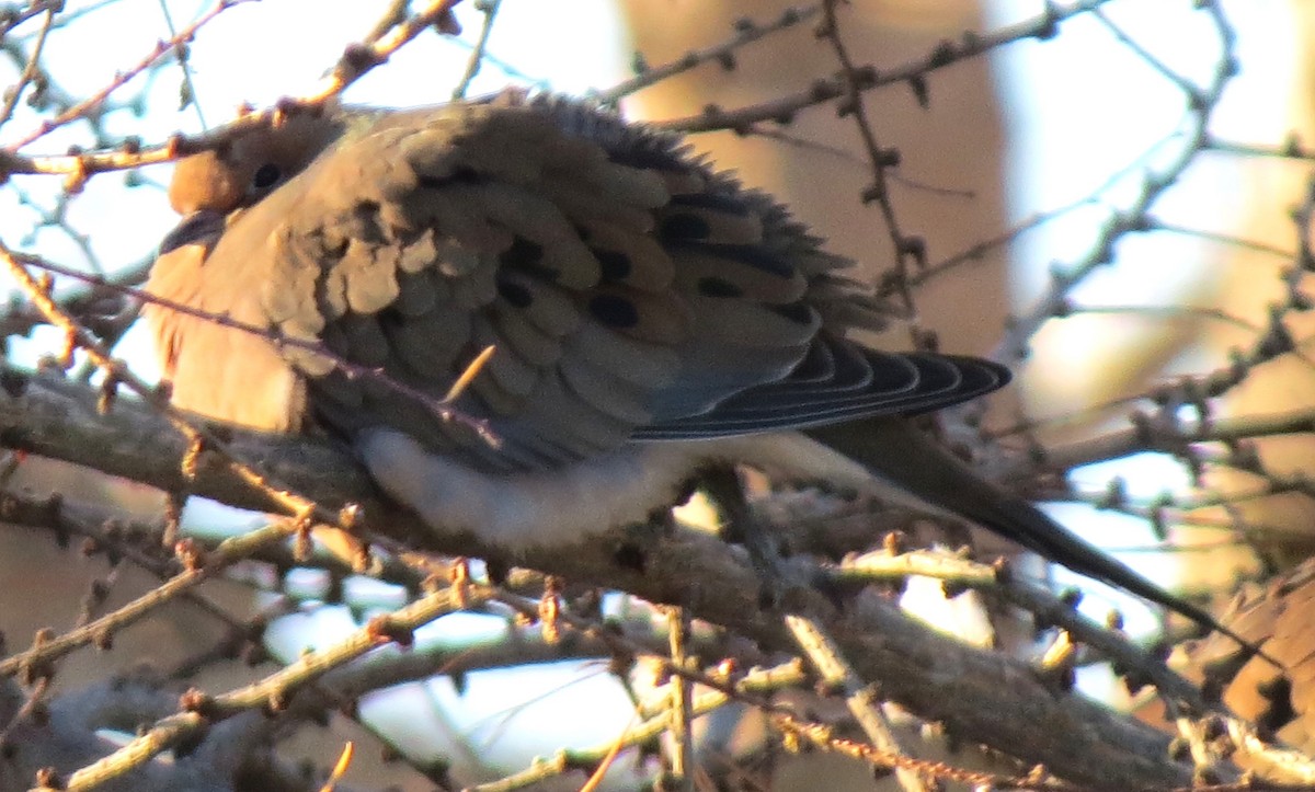 Zenaida Huilota - ML646945975