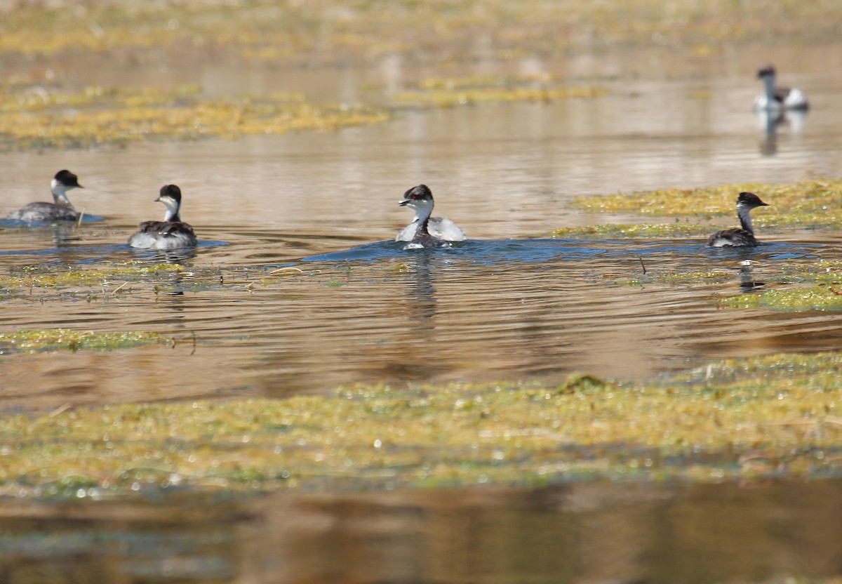 Silvery Grebe - ML646945978