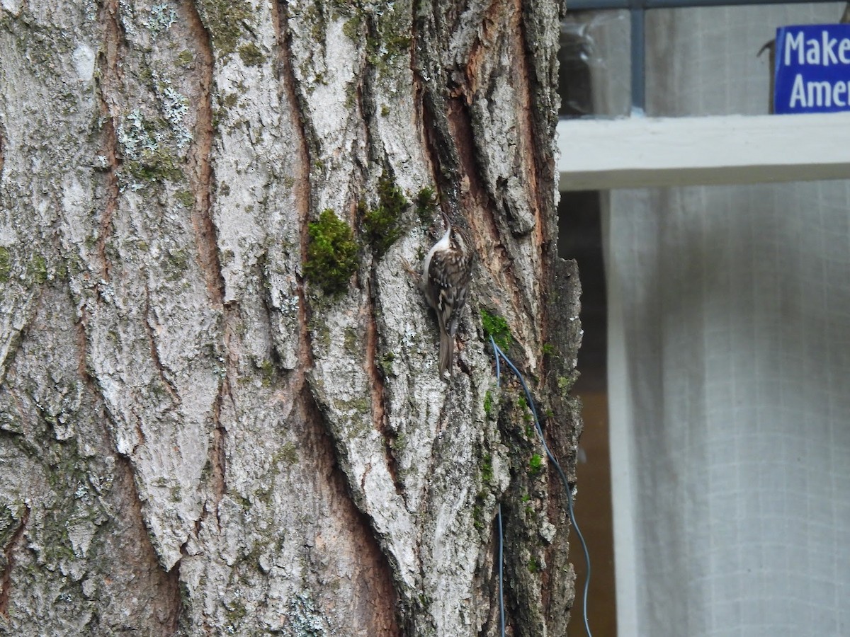 Brown Creeper - ML646945982