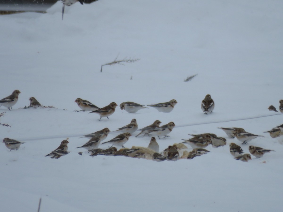Snow Bunting - ML646945983