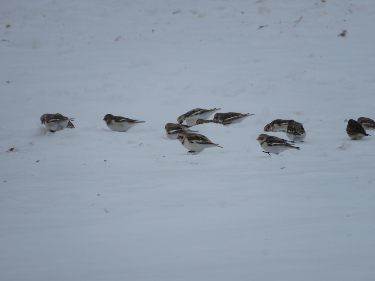 Snow Bunting - ML646945984