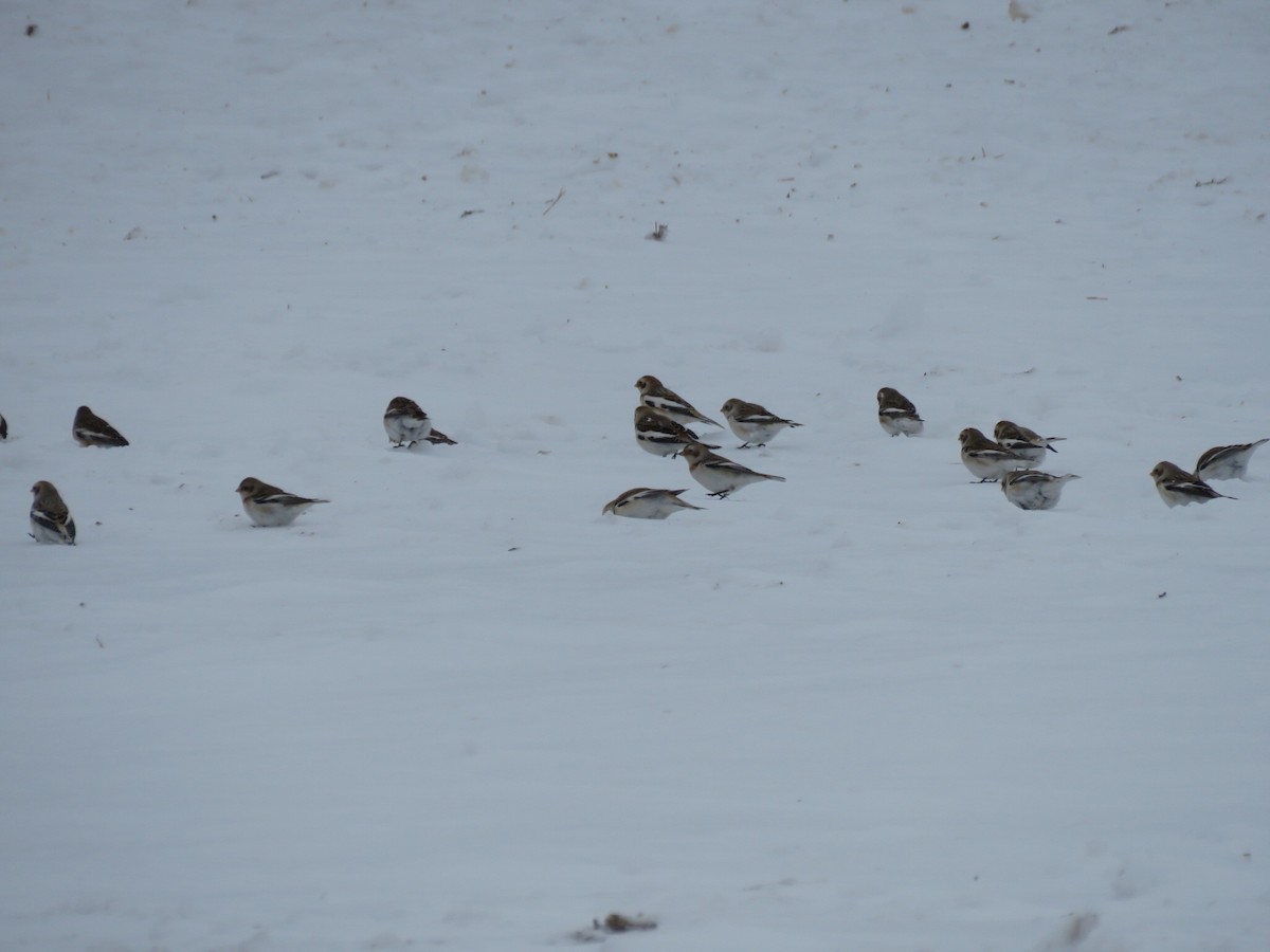 Snow Bunting - ML646945986