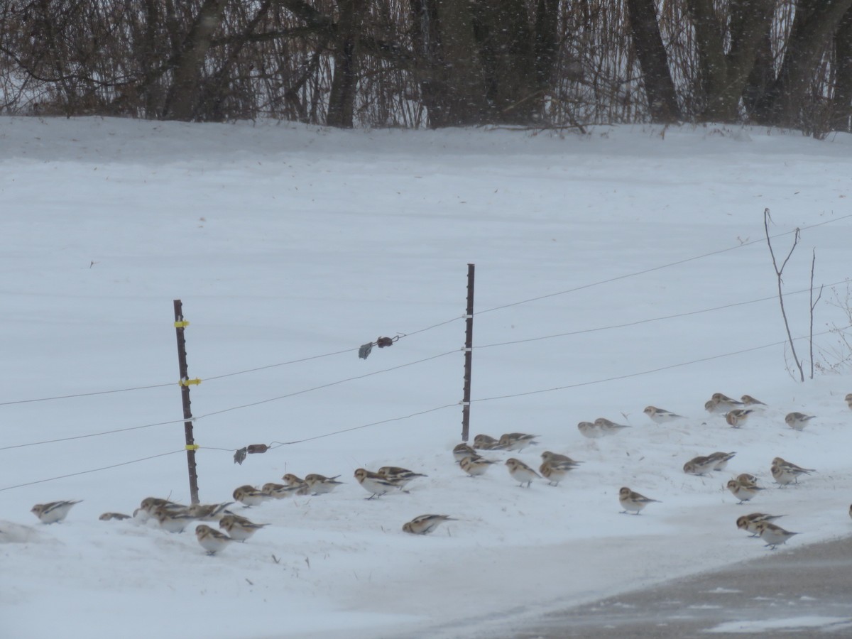 Snow Bunting - ML646945987