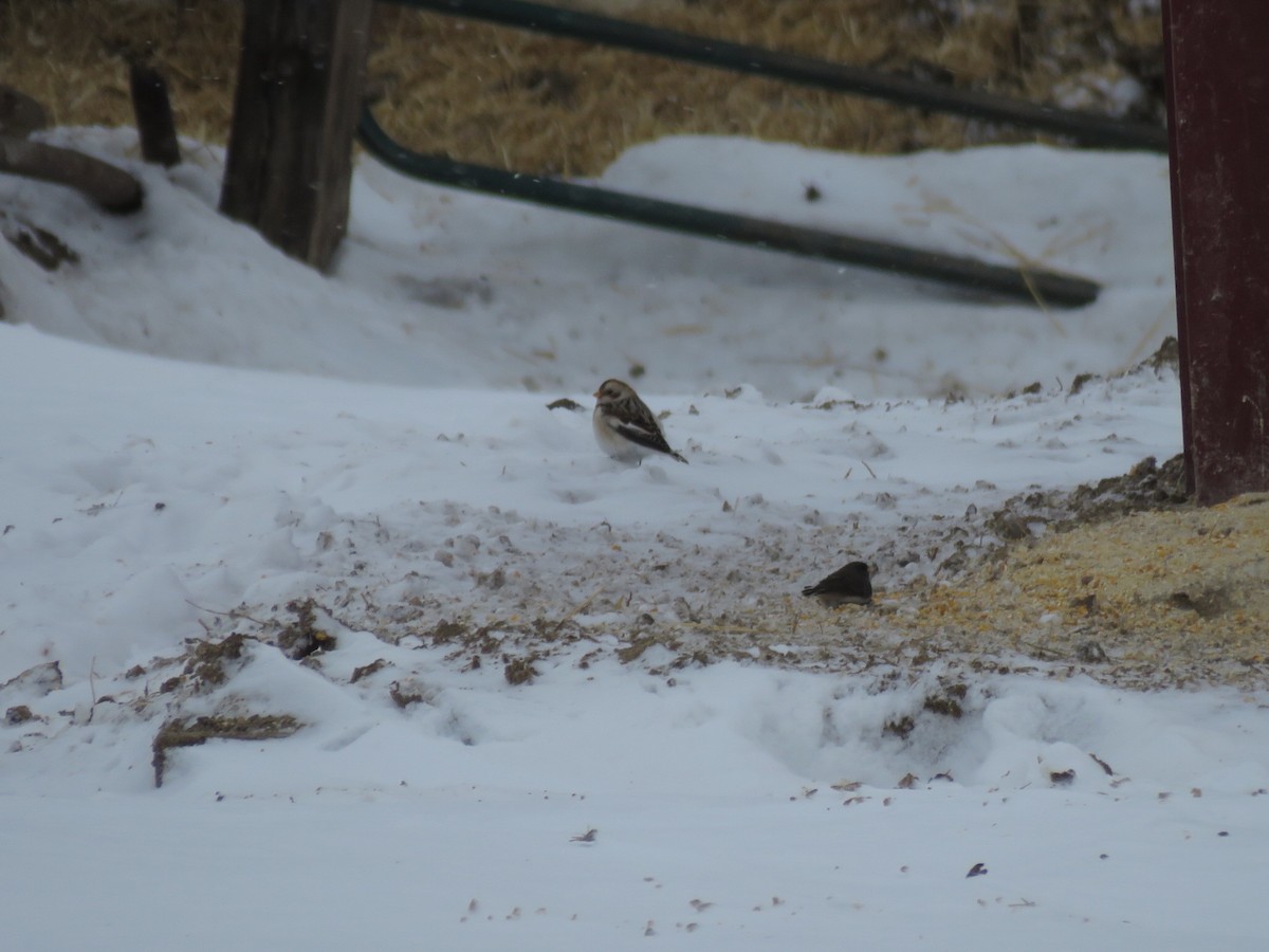 Snow Bunting - ML646945988