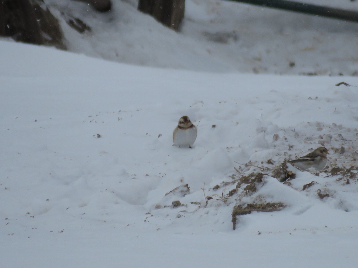 Snow Bunting - ML646945989