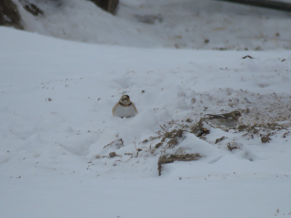 Snow Bunting - ML646945990
