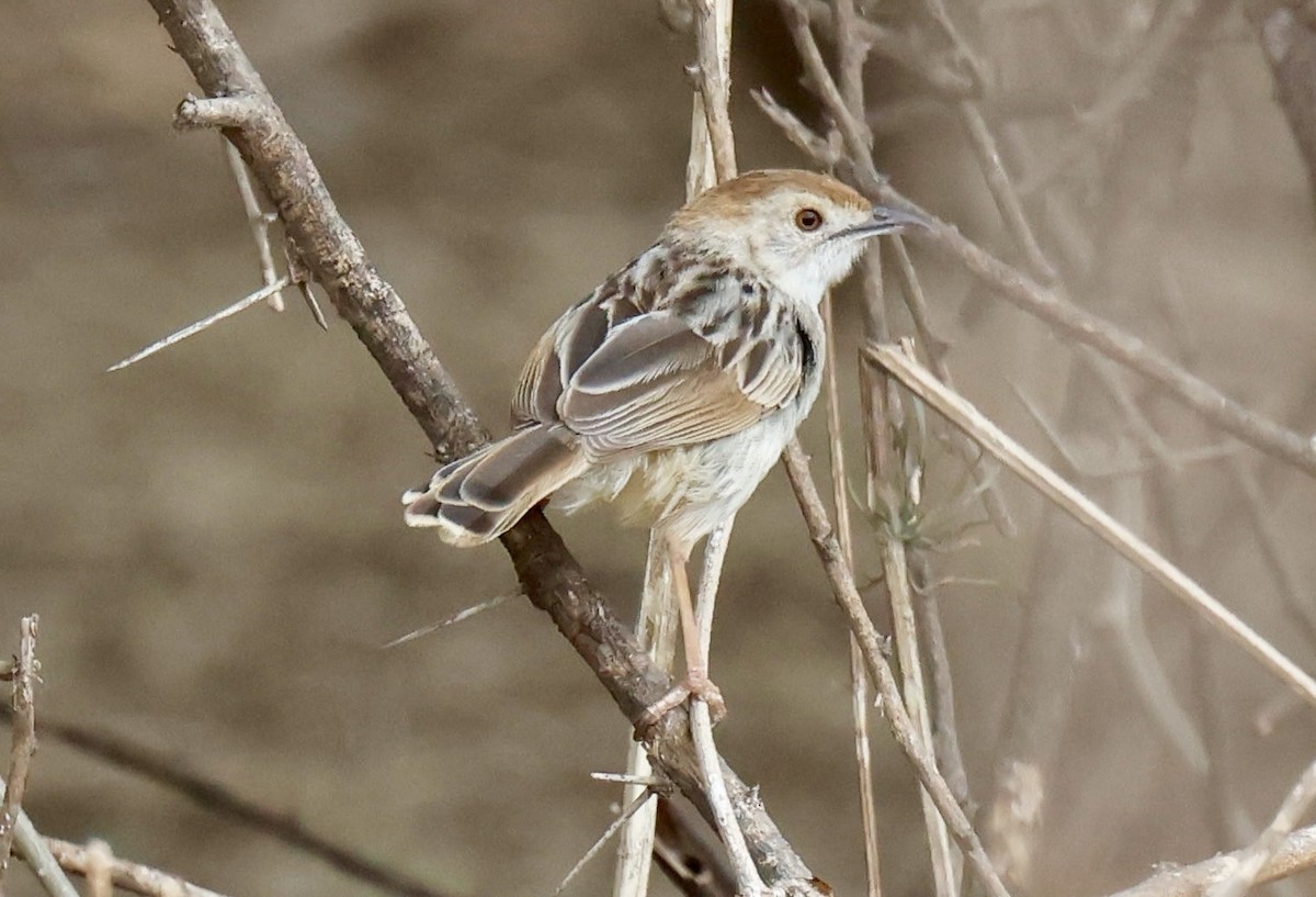 Rattling Cisticola - ML646945995