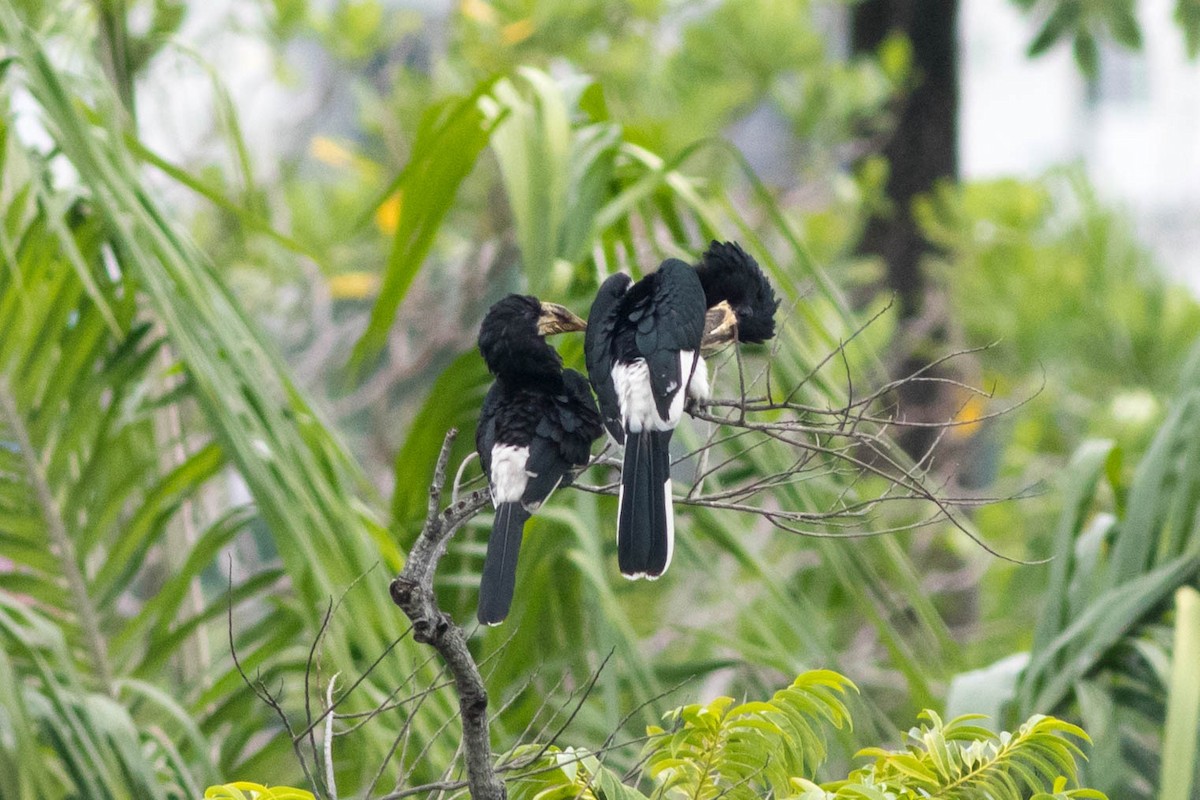 Piping Hornbill - ML646945997