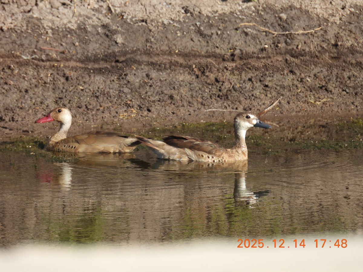Brazilian Teal - ML646946001