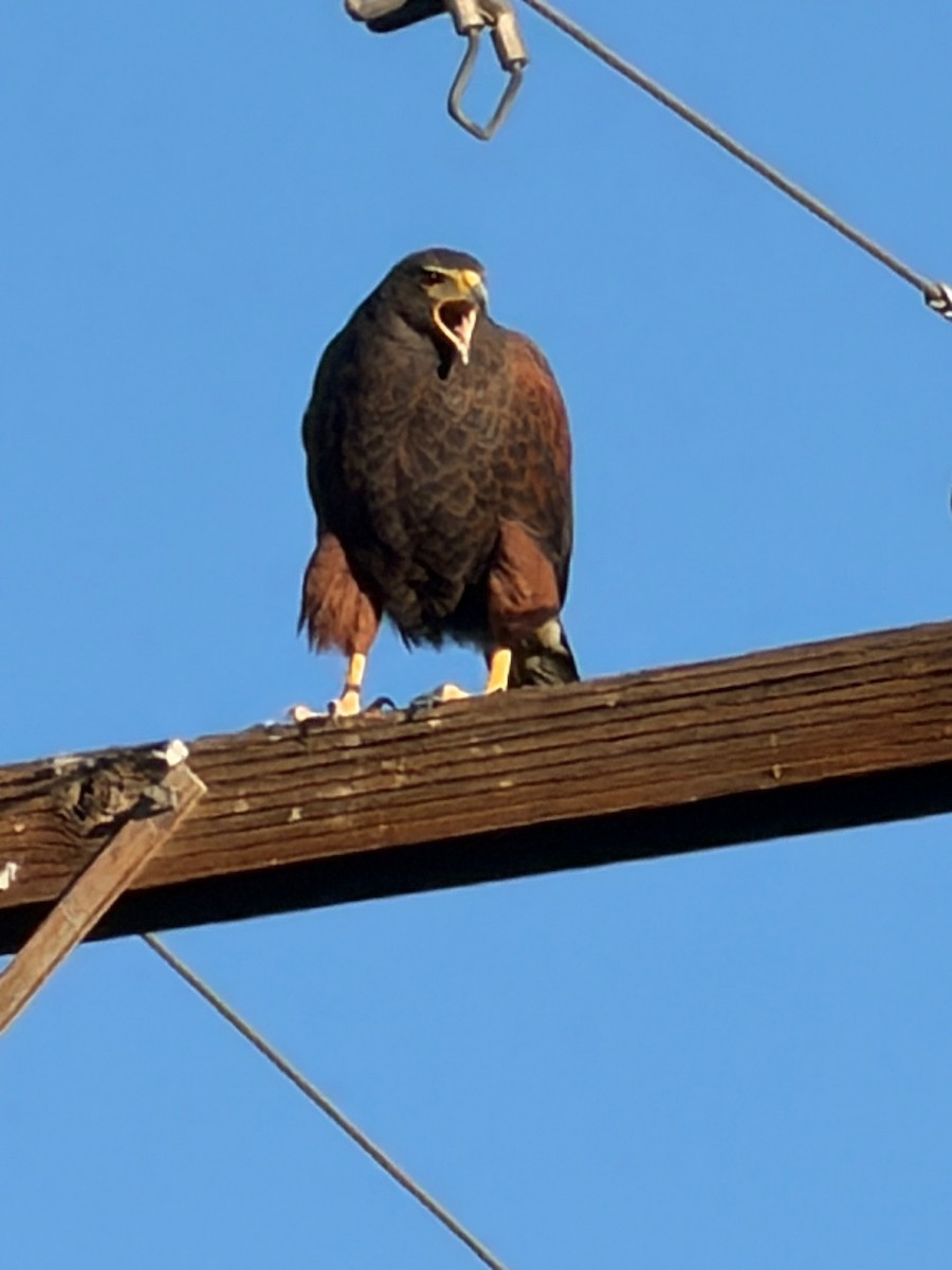 Harris's Hawk - ML646946002