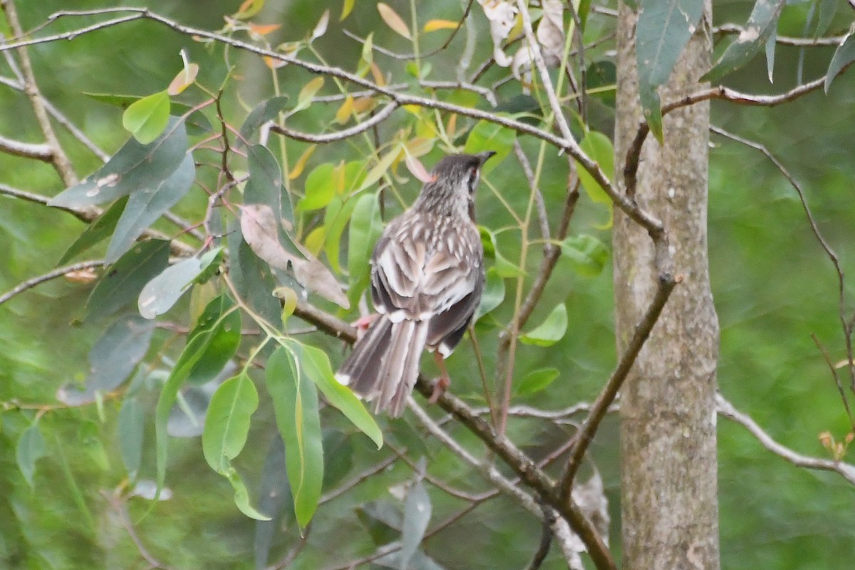 アカミミダレミツスイ - ML646946003