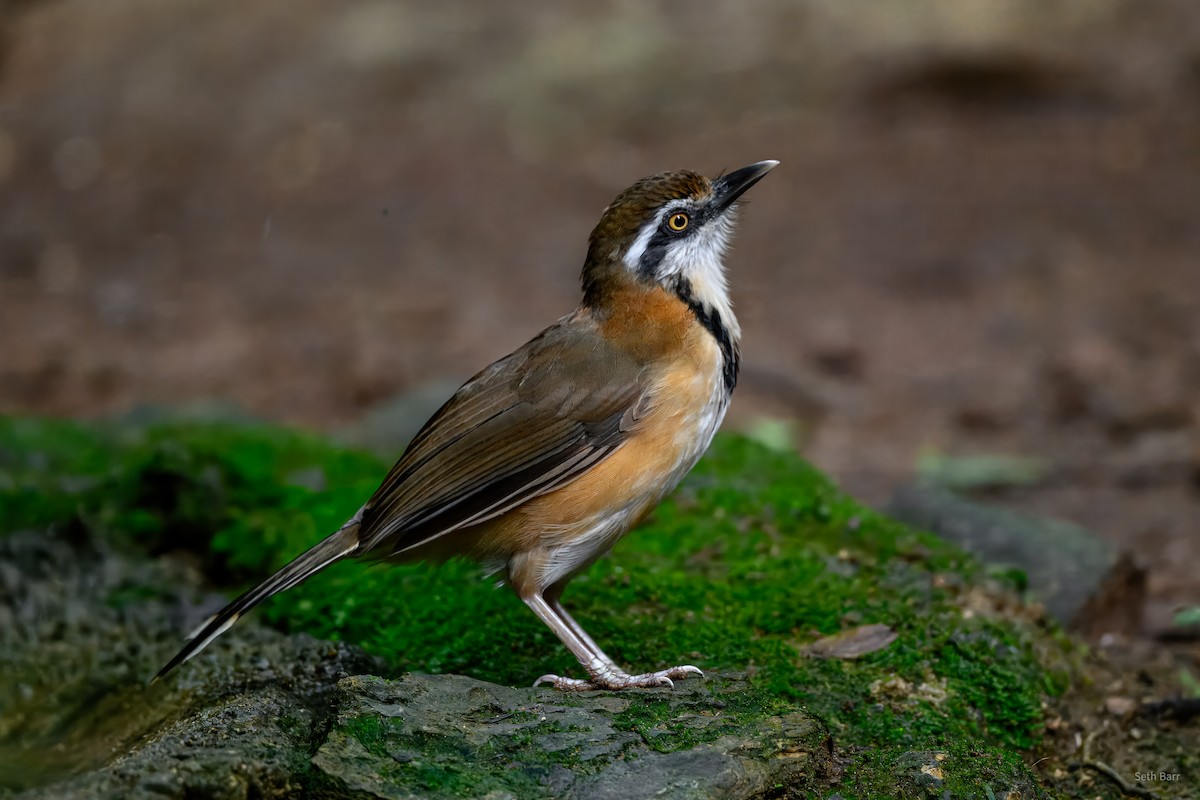Lesser Necklaced Laughingthrush - ML646946004