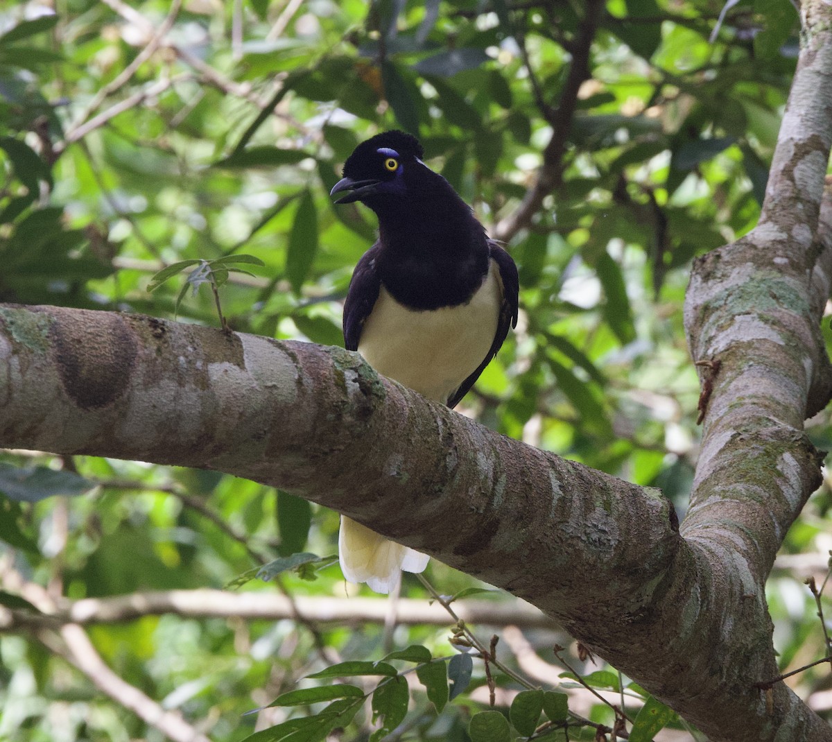 Plush-crested Jay - ML646946007