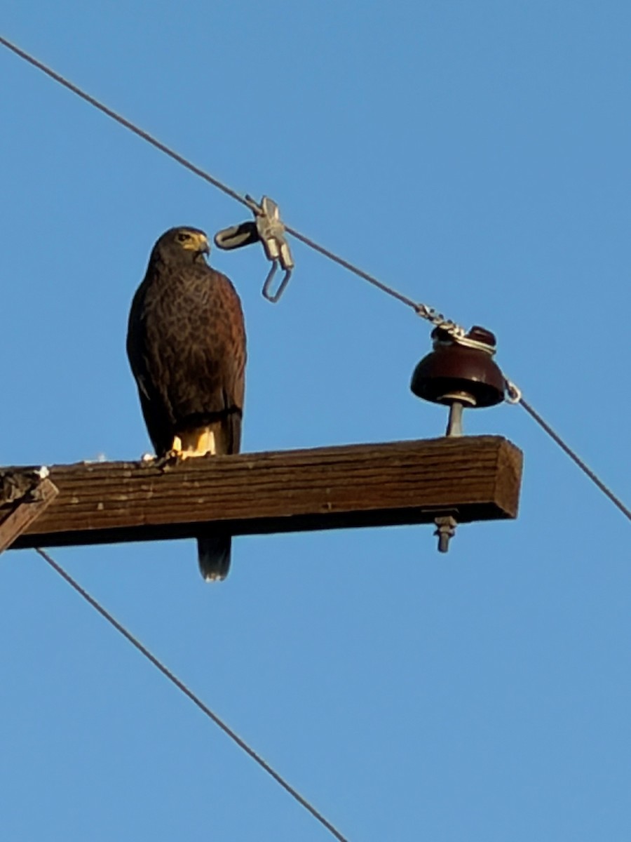 Harris's Hawk - ML646946008