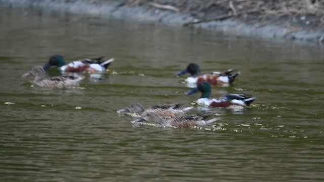 琵嘴鴨 - ML646946009