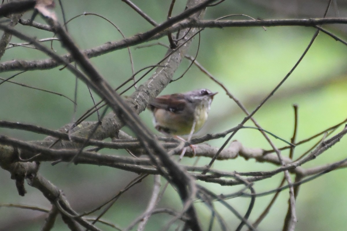 マミジロヤブムシクイ - ML646946014