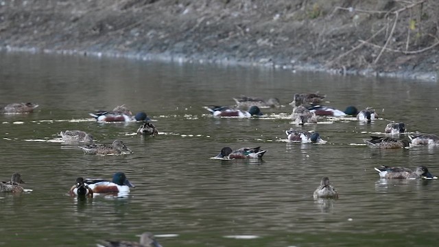 琵嘴鴨 - ML646946016