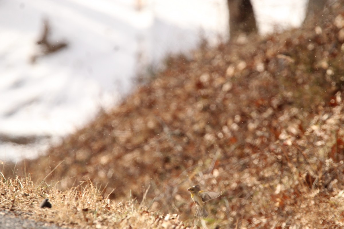 Sarılı Çinte - ML646946017