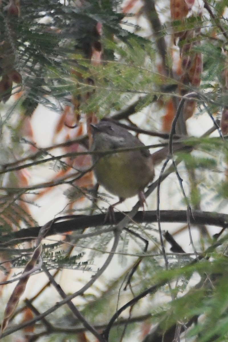 マミジロヤブムシクイ - ML646946019