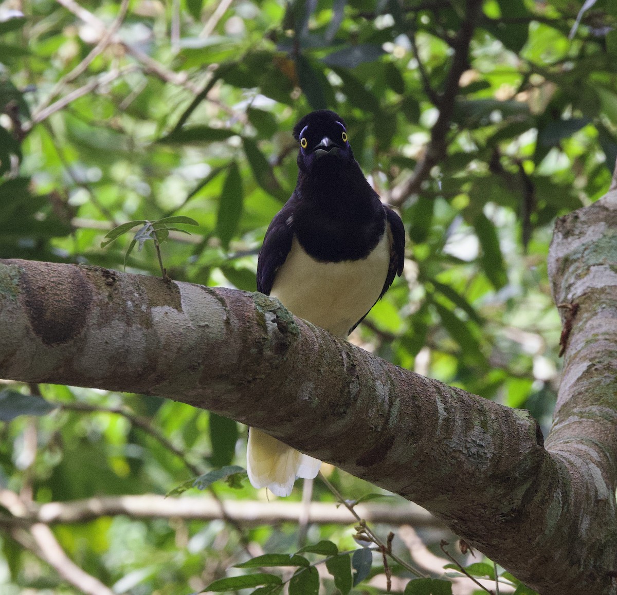 Plush-crested Jay - ML646946023