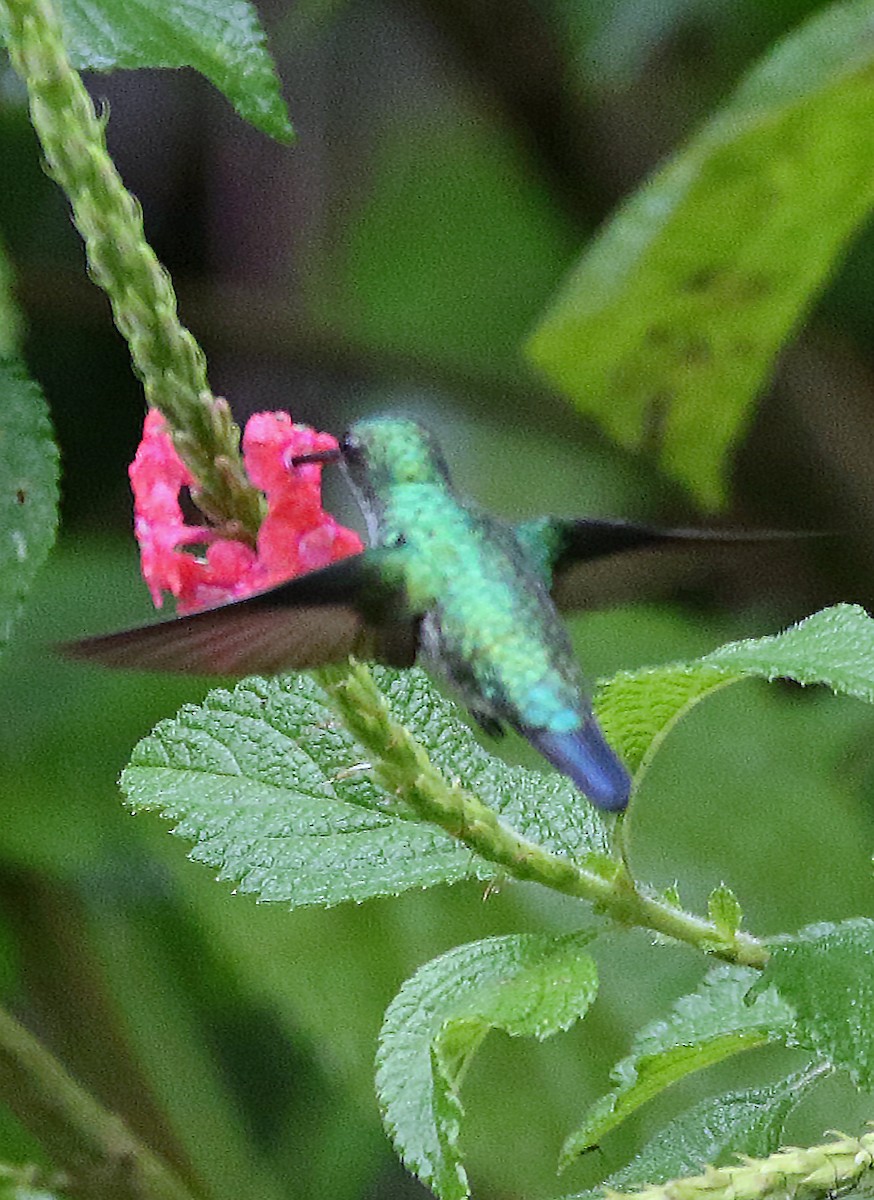 Kurzschnabelamazilie - ML646946025