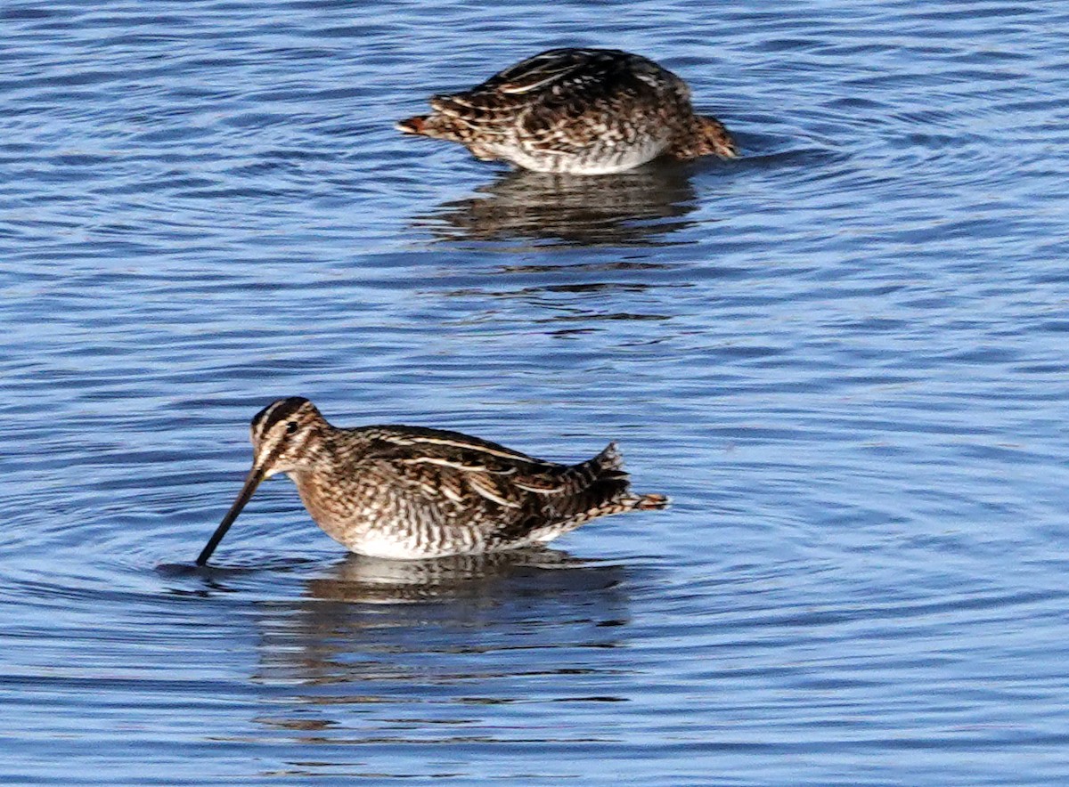 Wilsonbekassine - ML646946029