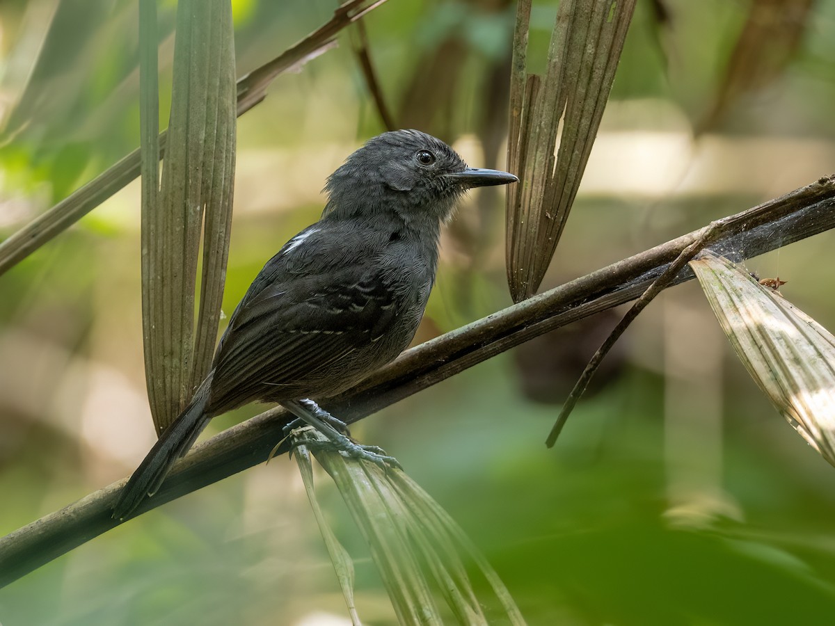 Grisin sombre - ML646946030