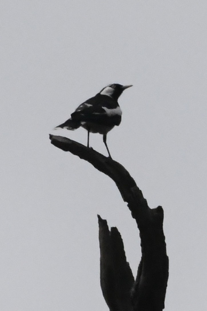 ツチスドリ - ML646946032