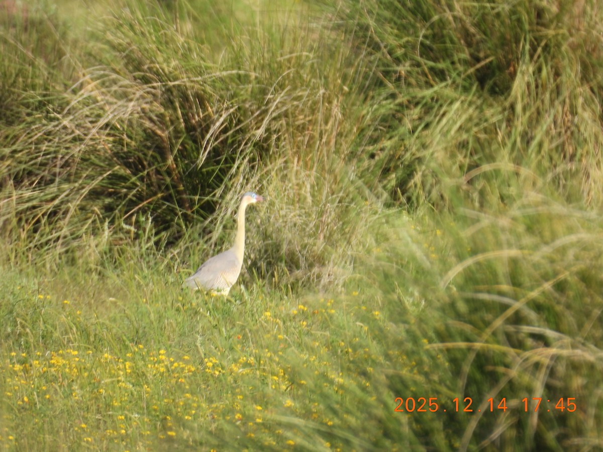 Whistling Heron - ML646946033