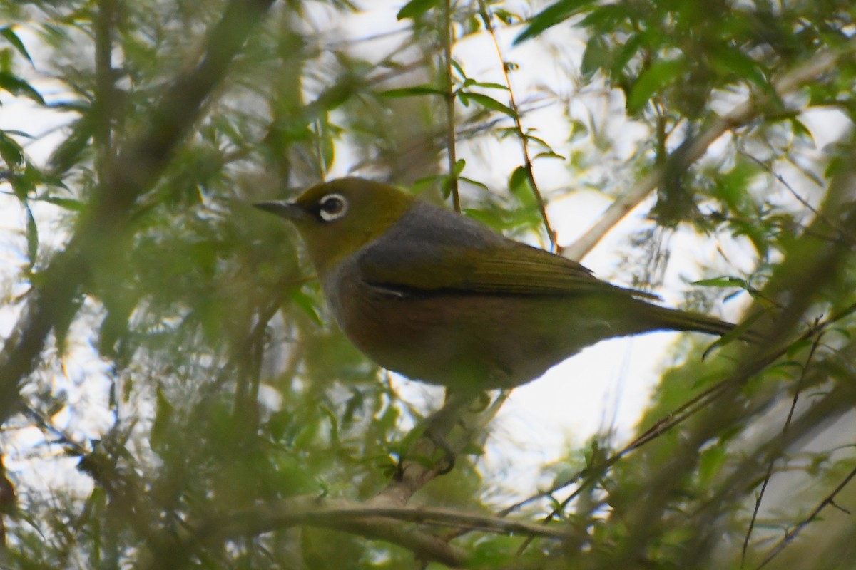 ハイムネメジロ - ML646946041